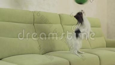 幼犬繁殖帕皮隆大陆玩具猎犬接住大球并播放慢镜头录像
